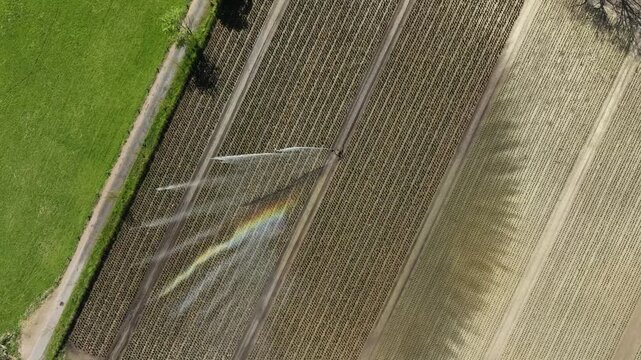 aerial footage of a sprinkler system creating a nice rainbow at a tree nursery