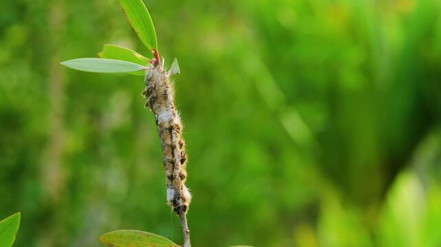 A hairy caterpillar on a branch , Intaka Island, Cape Town, South Africa. 