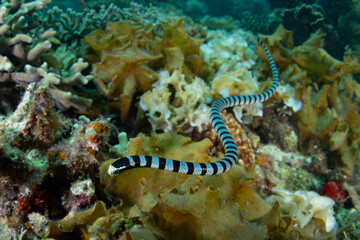 Fototapeta premium A Yellow-lipped sea krait, Laticauda colubrina, hunts for small prey on a shallow reef in El Nido, Philippines. This banded snake is highly venomous but is quite docile.