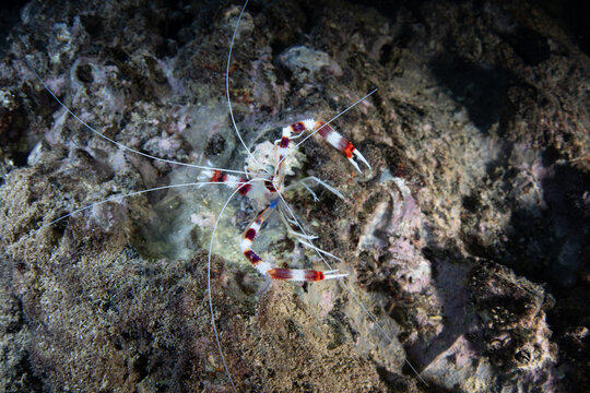 A Banded coral shrimp, Stenopus hispidus, crawls on a rocky reef in El Nido, Philippines. This beautiful crustacean has a pan-tropical distribution.