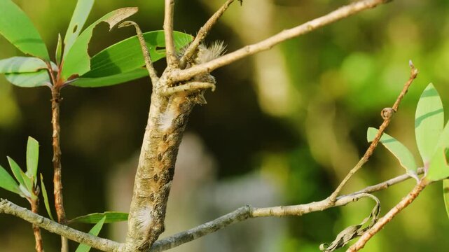 Gypsy moth caterpillar cocoons hanging from a tree limp that they have infested.