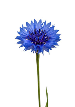 Vibrant Blue Cornflower with Detailed Petals Isolated on Transparent Background isolated on transparent background