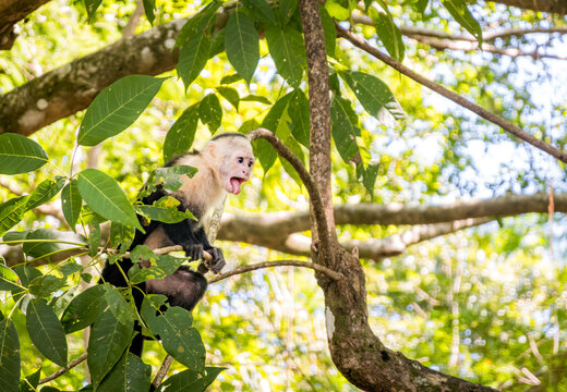 White-faced capuchin monkey calling in tropical forest
