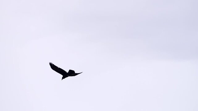 Raven flying through the sky in slow motion on cloudy day.