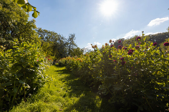 Sunny garden path lined with blooming dahlias outdoors