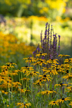 Wildflower meadow with yellow coneflower and purple spikes