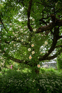White roses climbing an old tree in a lush garden