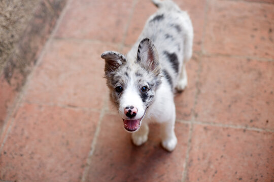 Playful border collie puppy looking up on patio tiles