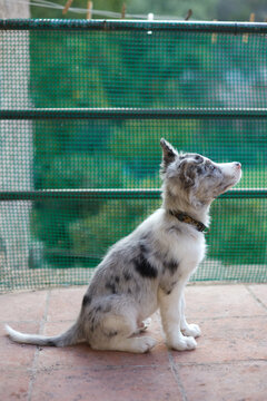 Border collie puppy sitting on patio and looking up