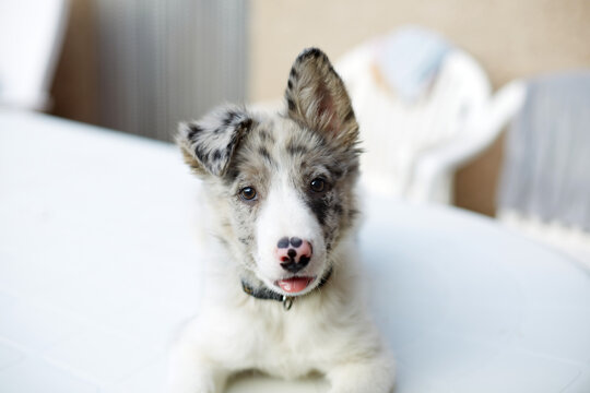 Adorable border collie puppy relaxing on white sofa