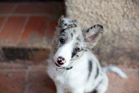 Border collie puppy sitting on steps with cute head tilt