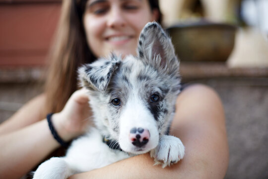 Border collie puppy cuddled by owner on outdoor steps