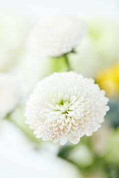 White Santini chrysanthemum bloom in soft airy light