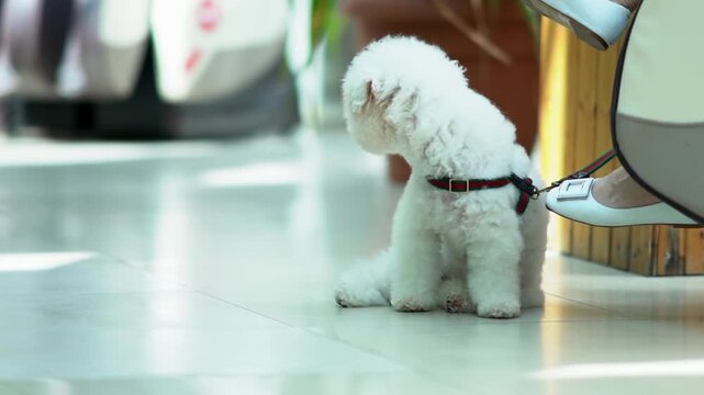 A little dog is sitting in the waiting room at the train station with its owner, who is resting in a massage chair, while people with suitcases pass by. High quality FullHD footage