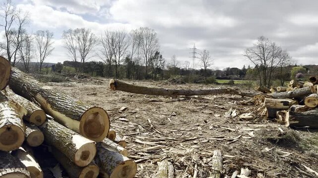 Deforestation scene with felled trees and empty landscape