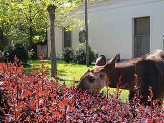 Okapi feeding among red shrubs at Antwerp Zoo in Belgium on a sunny spring day, rare animals concept and family day in Europe © MarisaSp