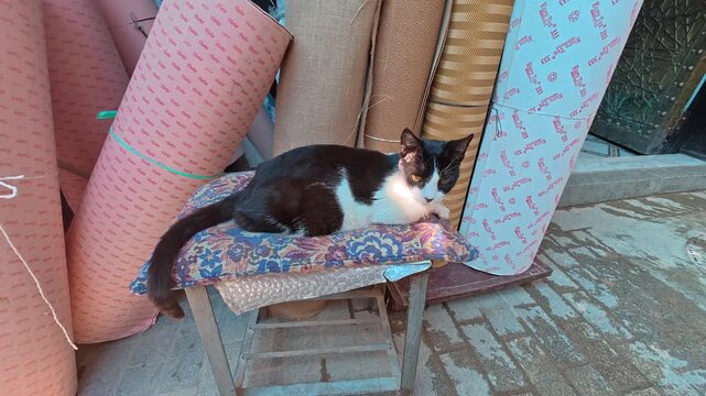 Cat Relaxing in Fes Medina Morocco