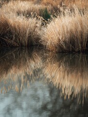 Fototapeta premium Golden dry grass reflecting beautifully on calm water surface in a tranquil natural wetland during late autumn season