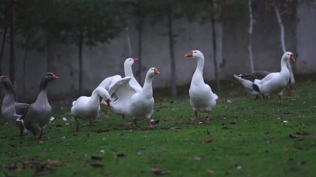 A flock of domestic geese walks across a meadow covered with autumn leaves. Geese are walking in the yard. Geese are grazing on the lawn. High quality FullHD footage