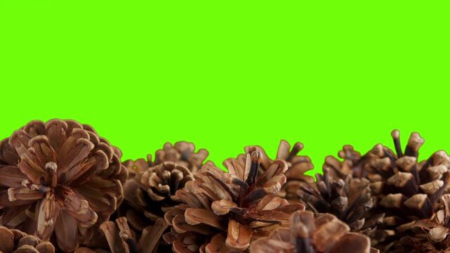 Pine Cones Rotating Against A Green Screen Chromakey Backdrop Stock Footage