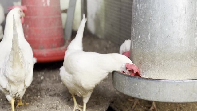 White chicken drinking from metal feeder inside poultry coop