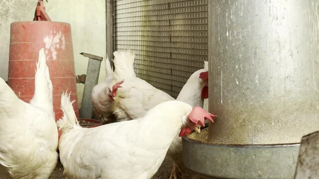 White chicken feeding inside poultry farm coop with feeder