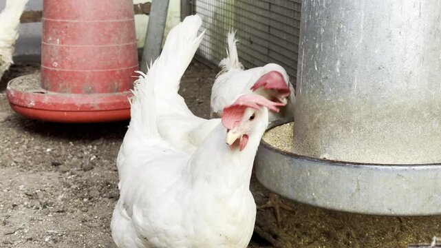 White chicken in farm coop near feeder 