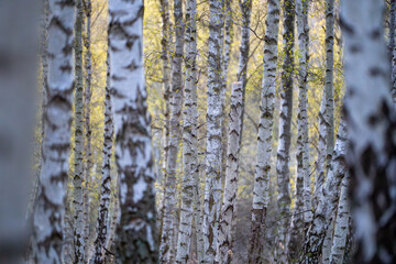 Birch tree trunks in autumn forest with golden foliage © Piotr