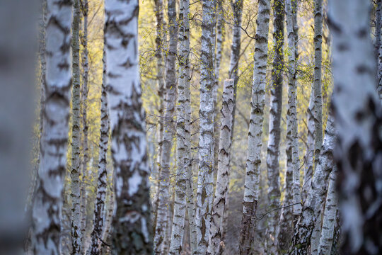 Birch tree trunks in autumn forest with golden foliage