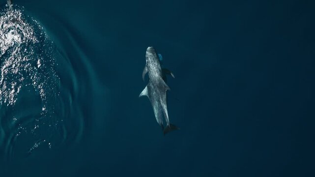 Maldives cetacean pair swimming in clear deep blue ocean