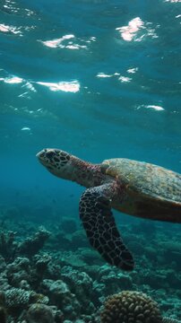 Sea turtle swimming above coral reef in Maldives lagoon