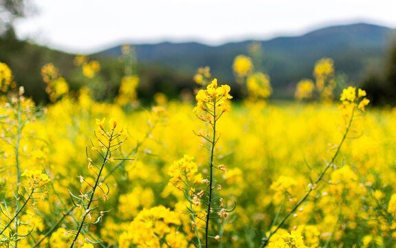 Rapeseed field in bloom, sustainable agriculture and renewable energy concept, spring landscape