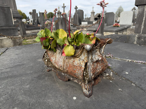 Rusty planter with flowers on cemetery gravestone