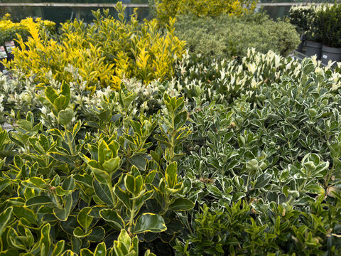 Variegated euonymus shrubs in garden nursery