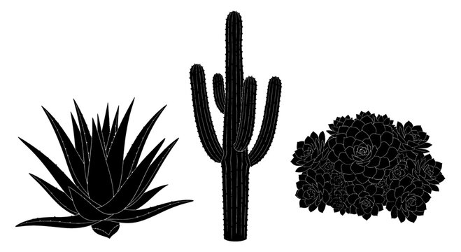Silhouetted desert plants including a saguaro cactus and agave on a white background