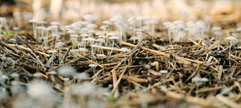 Grey inkcap fungi closeup in straw during summer season morning.