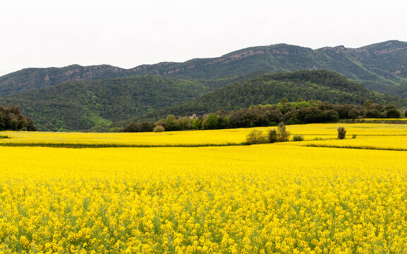 Rapeseed field landscape, sustainable agriculture and renewable energy concept, countryside scenery