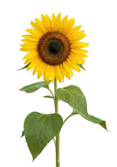Fototapeta premium Bright yellow sunflower with green leaves isolated on transparent background isolated on transparent background