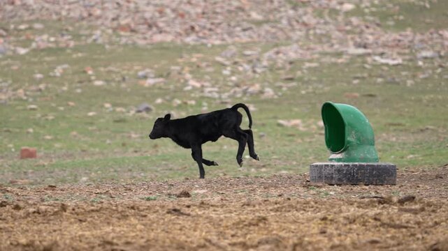 Cute cow calf running in slow motion through a pasture past others in the field.