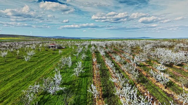 Fields of fruit trees are in blossom during spring. Green grass covers the ground while a small barn is visible in the distance. The sky has scattered clouds.