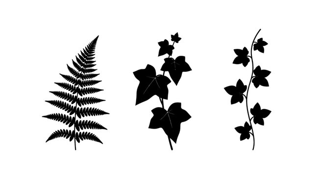 Elegant silhouette collection of natural fern and ivy leaves for botanical design
