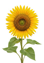 Fototapeta premium Vibrant sunflower with green leaves and stem isolated on transparent background isolated on transparent background