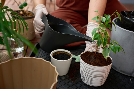 Indoor plant care showing gardener watering a newly repotted Ficus on a balcony.