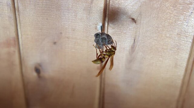 Detailed Close-up of a Paper Wasp (Polistes) Tending to its Small Nest on a Wooden Wall