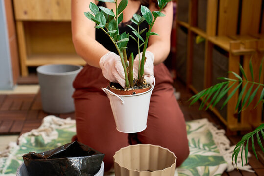 Removing a Broken Pot from a Root-Bound plant Zamioculcas.