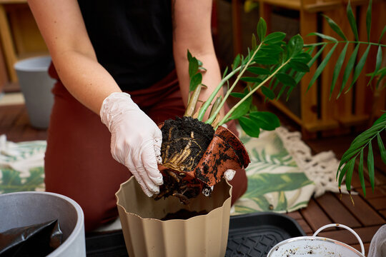 Gardener is removing a broken brown plastic nursery pot from a root-bound Zamioculcas.
