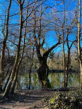 Erlachsee im Oberwald Karlsruhe in romantischer, einsamer Stimmung