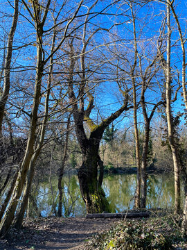 Erlachsee im Oberwald Karlsruhe in romantischer, einsamer Stimmung