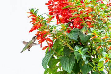Obraz premium Cute hummingbird feeding from bright red and orange flowers with white background