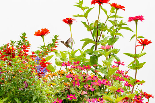 Ruby throated hummingbird flying in flower garden with zinnia, salvia, and vermillionaire, with a white background